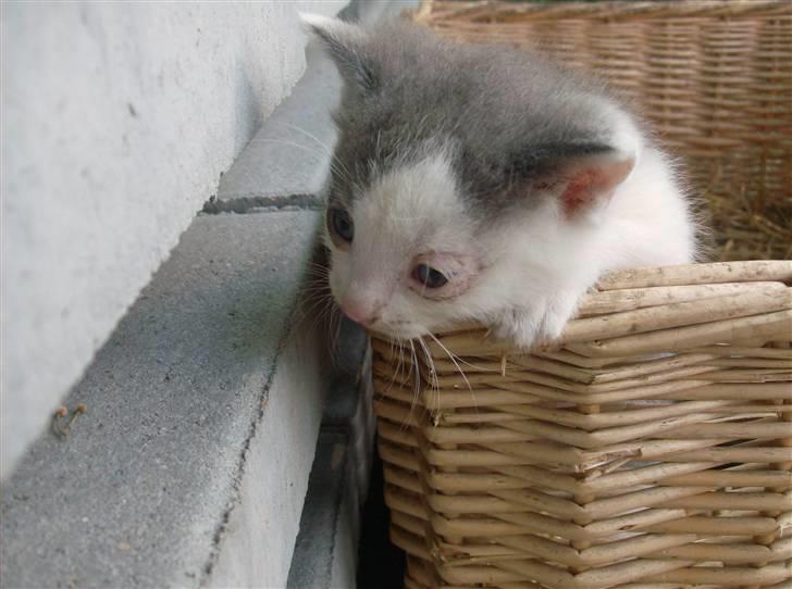 Huskat Oliver R.I.P billede 3