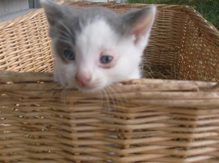 Huskat Oliver R.I.P billede 4