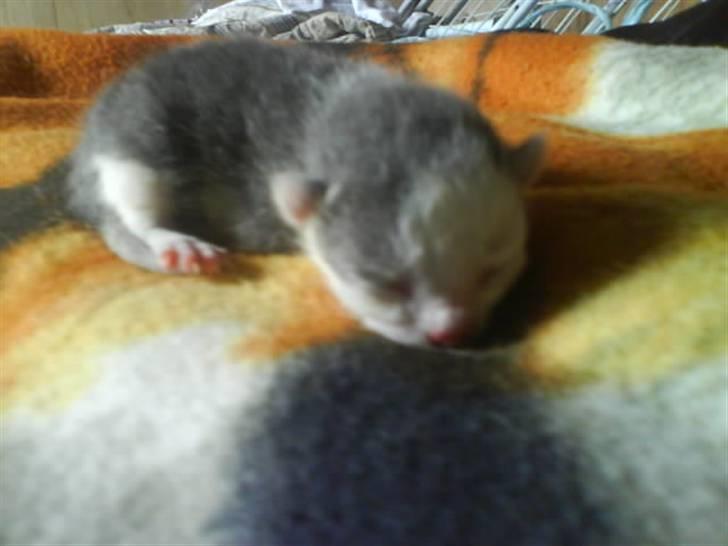 Huskat Oliver R.I.P billede 5