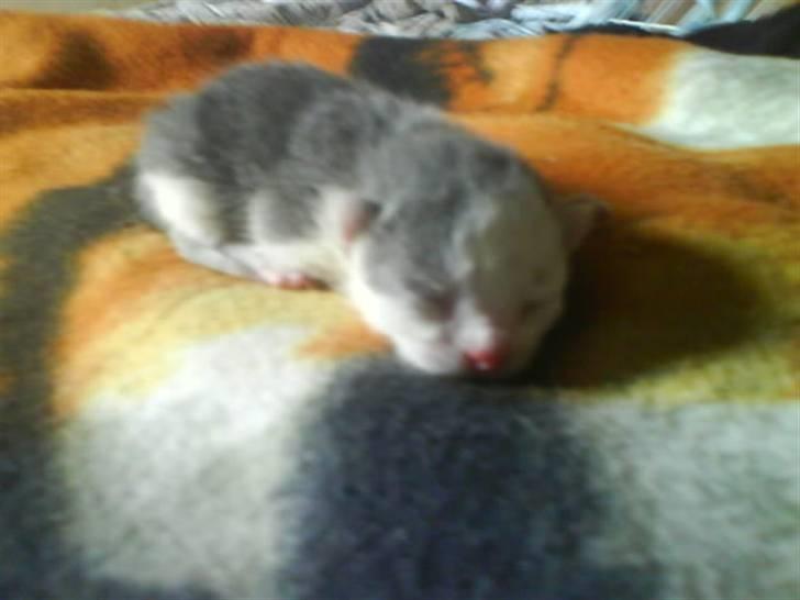 Huskat Oliver R.I.P billede 6