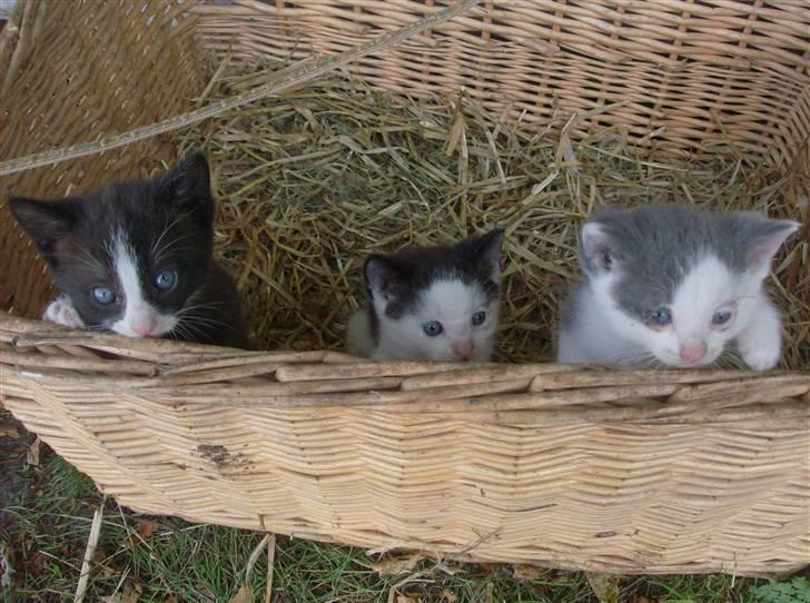 Huskat Oliver R.I.P billede 7