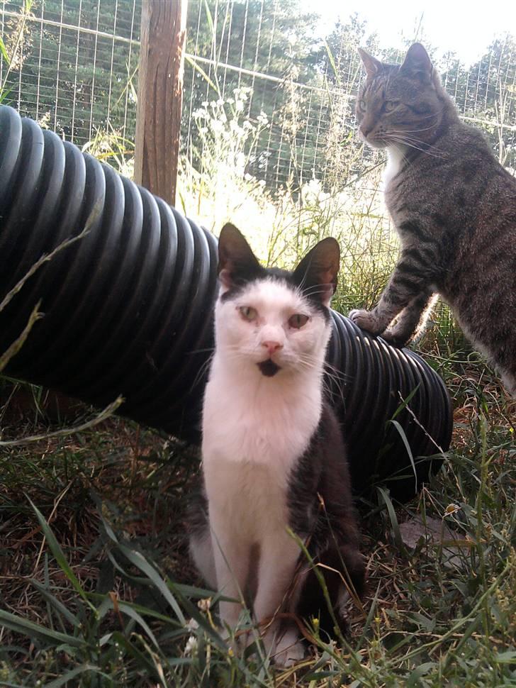 Huskat Frederik R.I.P billede 1