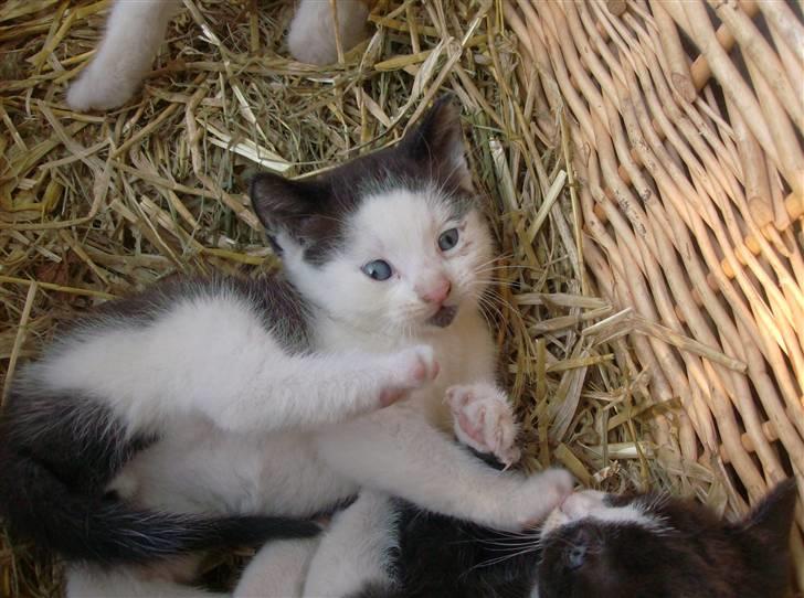 Huskat Frederik R.I.P billede 2