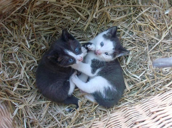 Huskat Frederik R.I.P billede 3