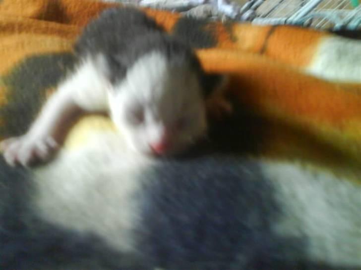 Huskat Frederik R.I.P billede 4