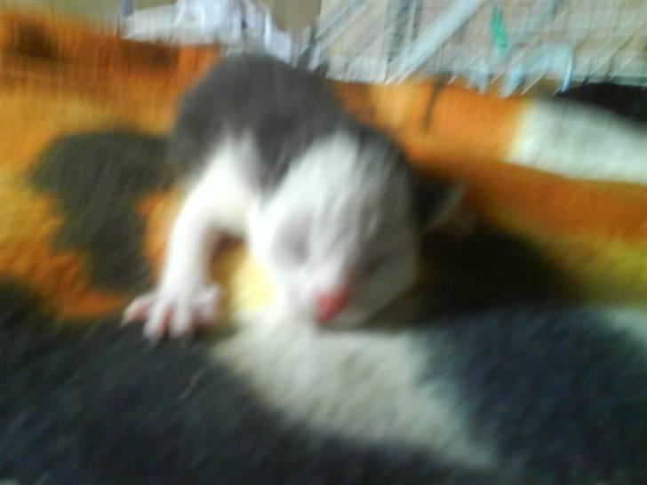 Huskat Frederik R.I.P billede 5