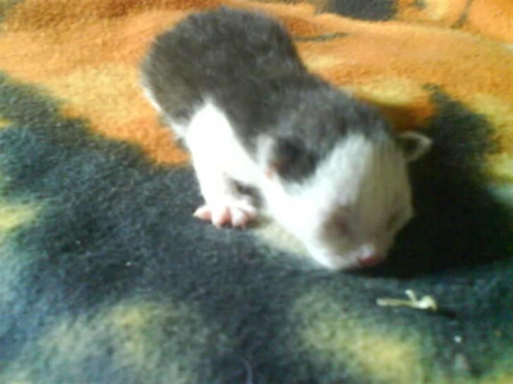 Huskat Frederik R.I.P billede 6