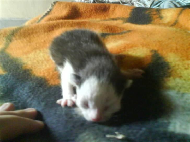 Huskat Frederik R.I.P billede 7