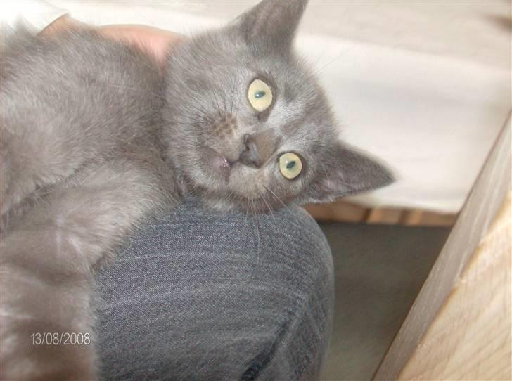 Huskat Fnuggi R.I.P. d 16/01- 09 billede 6