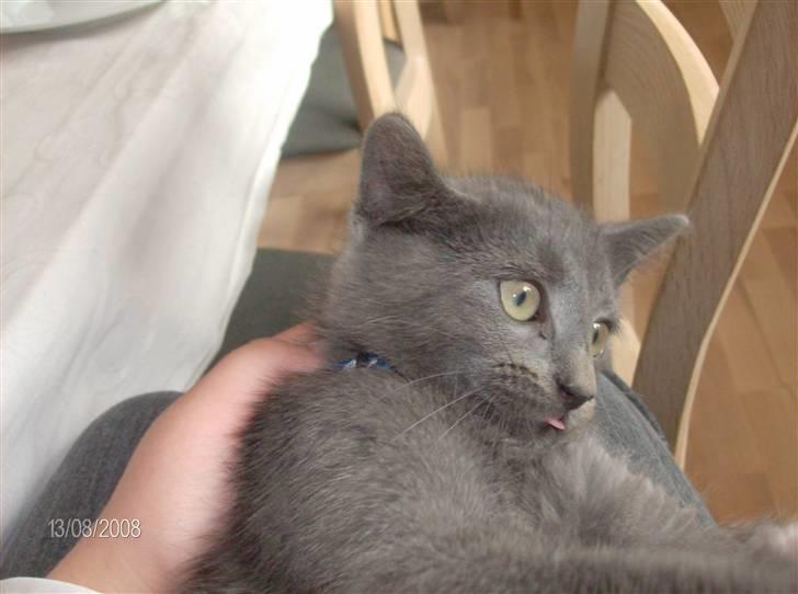 Huskat Fnuggi R.I.P. d 16/01- 09 billede 7