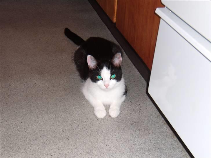 Huskat Maja - lille maja billede 1