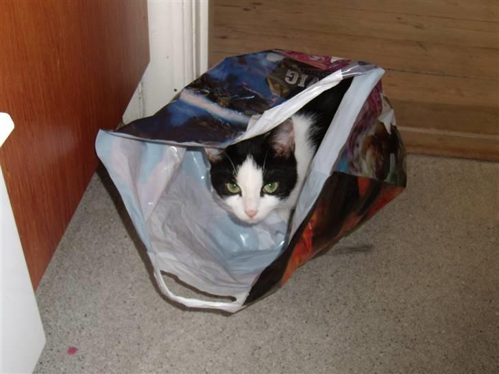 Huskat Maja billede 2