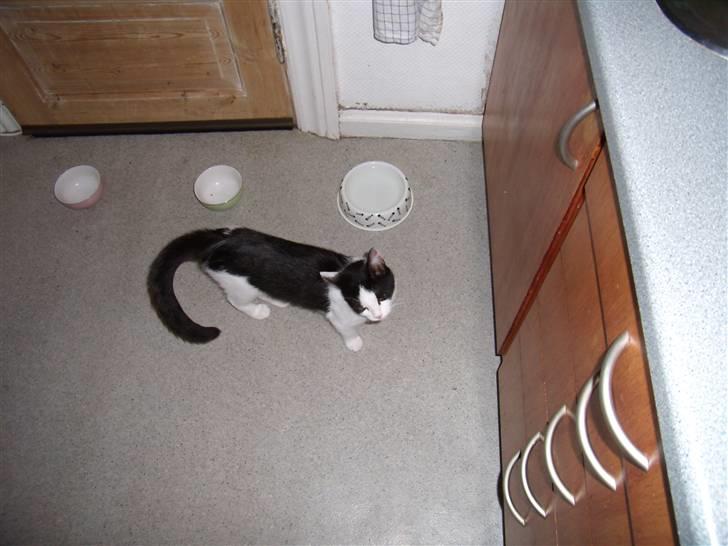 Huskat Maja billede 3