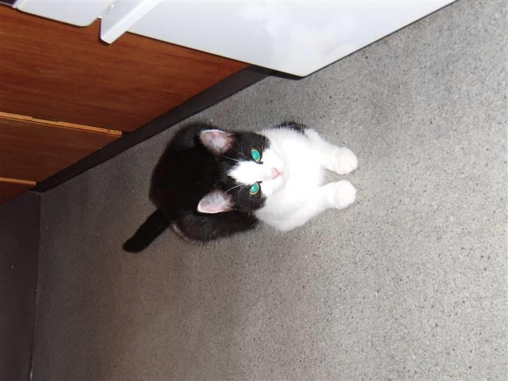 Huskat Maja billede 5