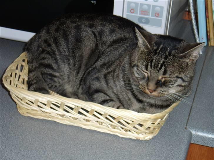 Huskat Thor - og her sover jeg god selvom jeg ikke må billede 7