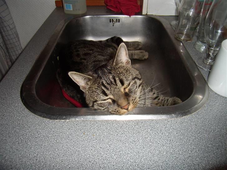 Huskat Thor - ja jeg sover meget billede 8