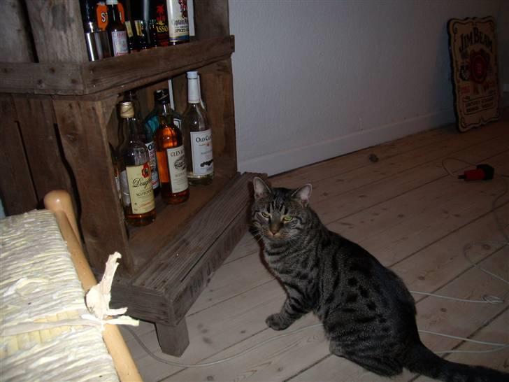 Huskat Thor - hvad skal jeg ha og drikke billede 9