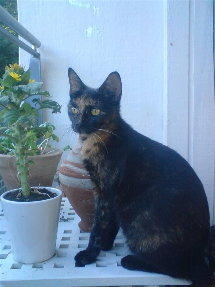 Huskat Pippi billede 1