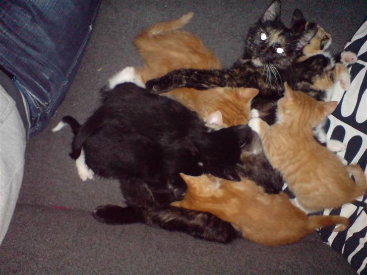 Huskat Pippi billede 2