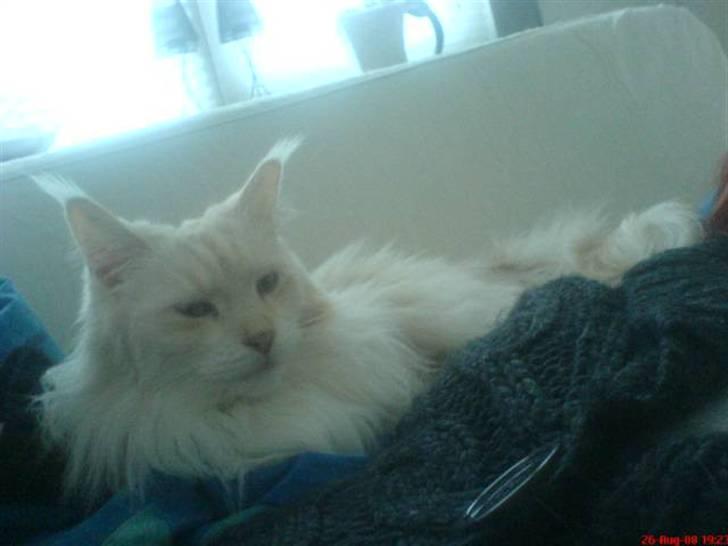 Maine Coon Nala " Prinsessen " - Ligger lige og putter.......... smiler billede 8