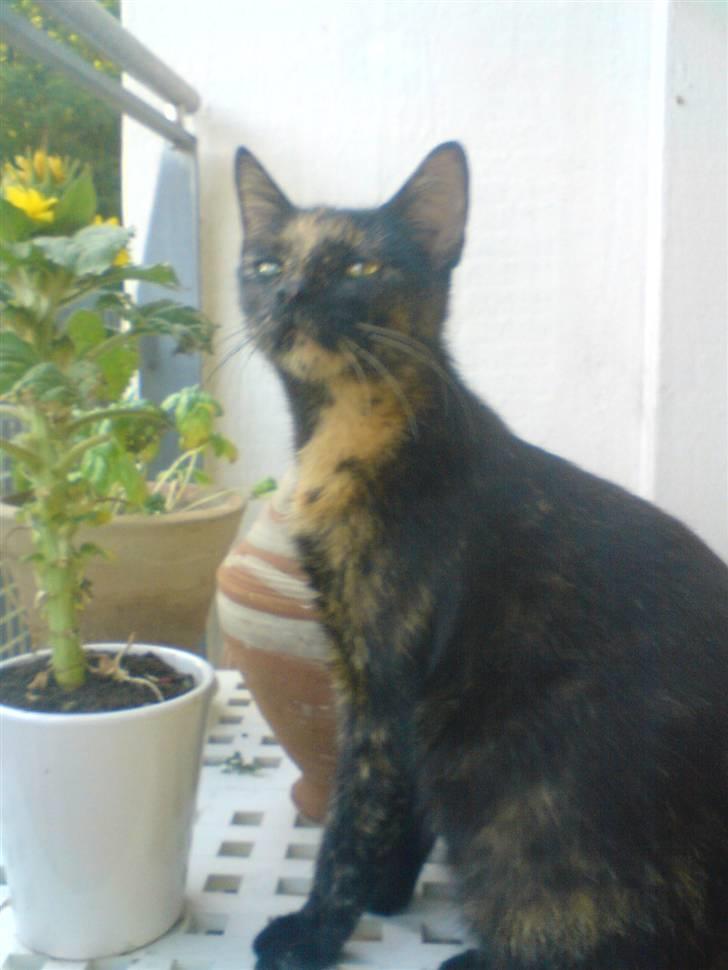 Huskat Pippi billede 3