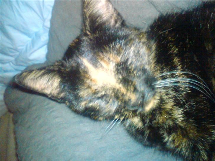 Huskat Pippi billede 4