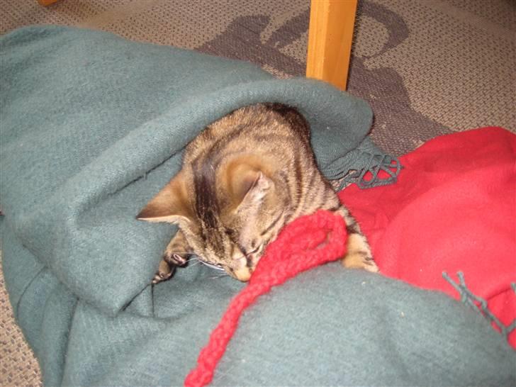 Huskat Thor - Hæklet snor og mit tæppe det elsker jeg bare billede 7