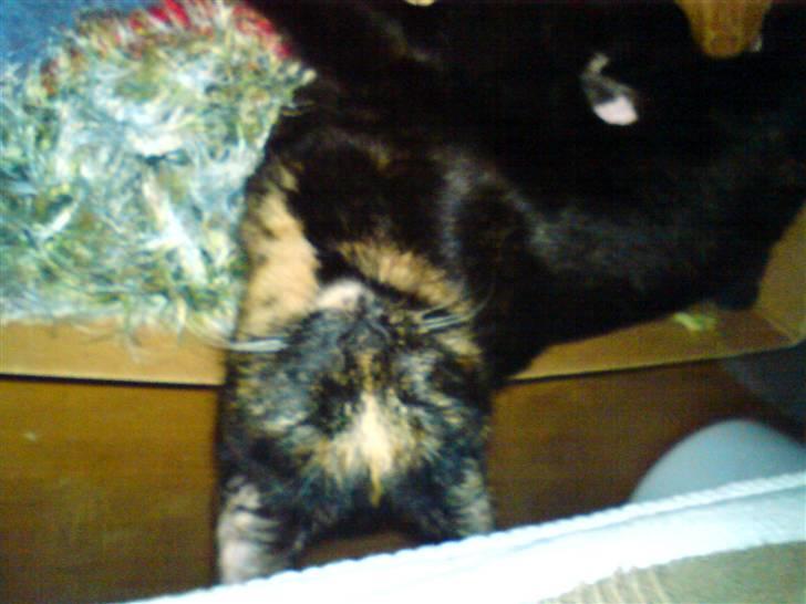 Huskat Pippi billede 5