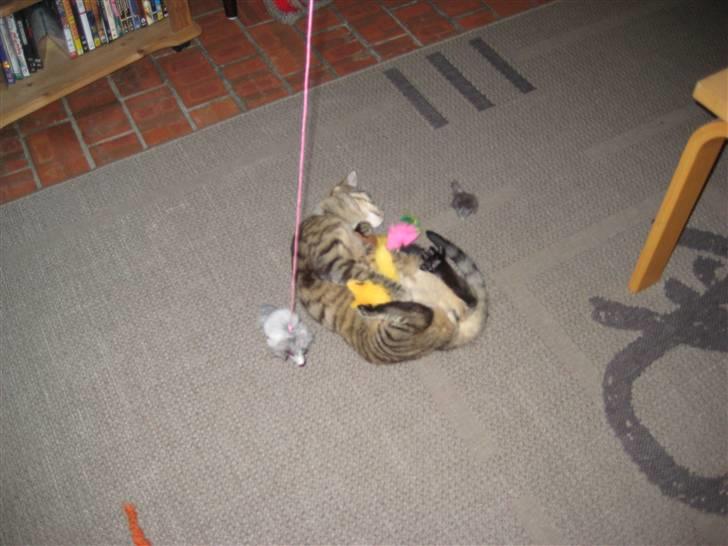 Huskat Thor - Nu skal den have skal den billede 8