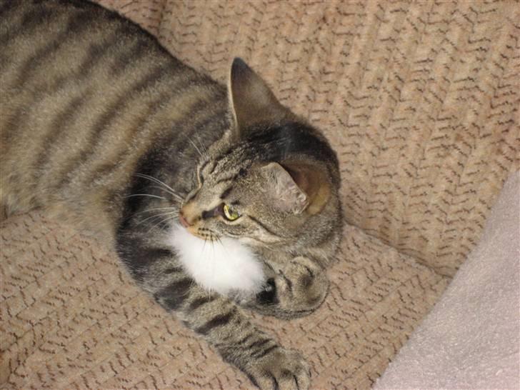 Huskat Thor - Det er min, min, min, min billede 9