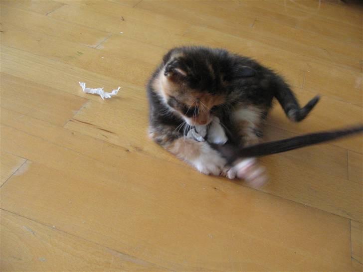 Huskat Farmor billede 2