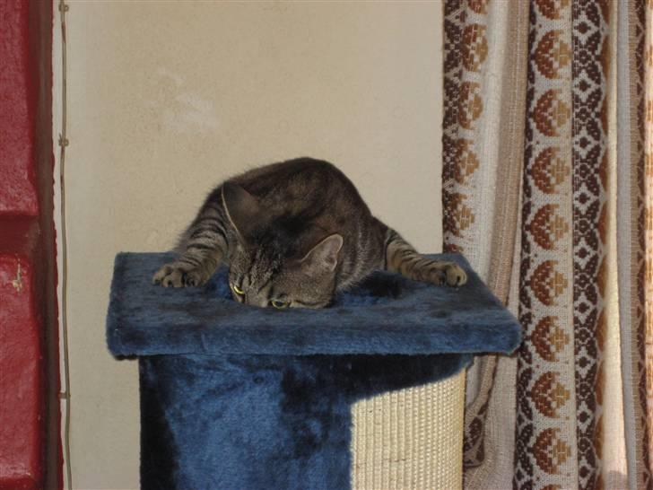 Huskat Thor - Ved godt det ikke er så elegant. billede 10