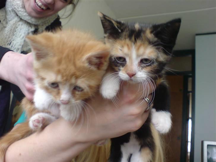 Huskat Farmor billede 3