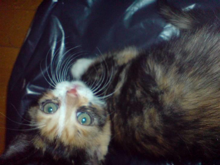 Huskat Farmor billede 4