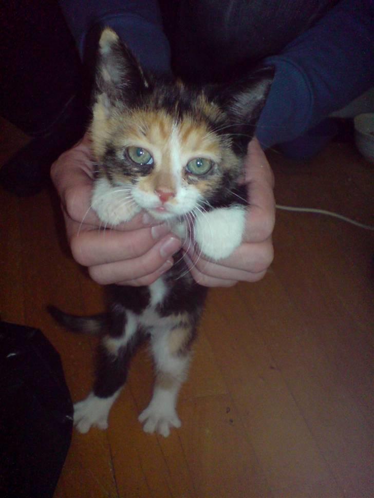 Huskat Farmor billede 5