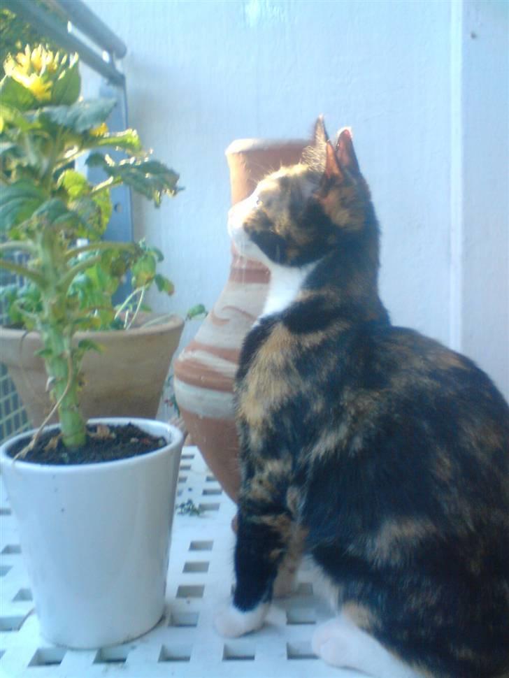 Huskat Farmor billede 6