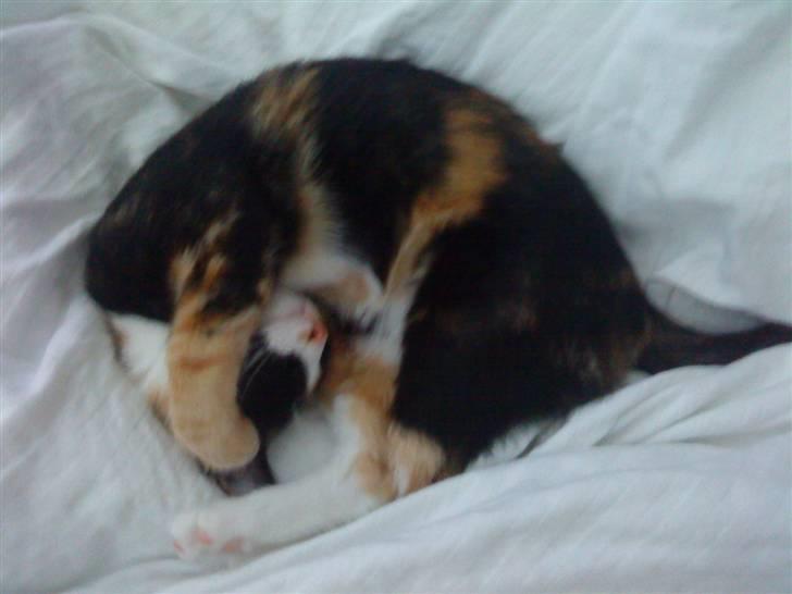 Blanding af racer Aya billede 5