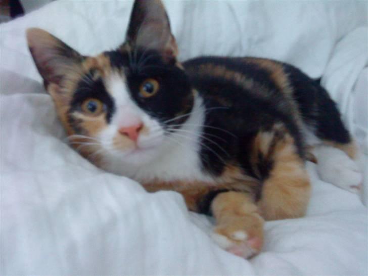 Blanding af racer Aya billede 6