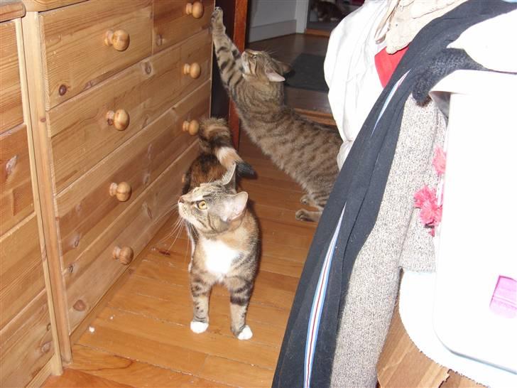 Blanding af racer Alfa - Min mor og min far bagerst billede 6