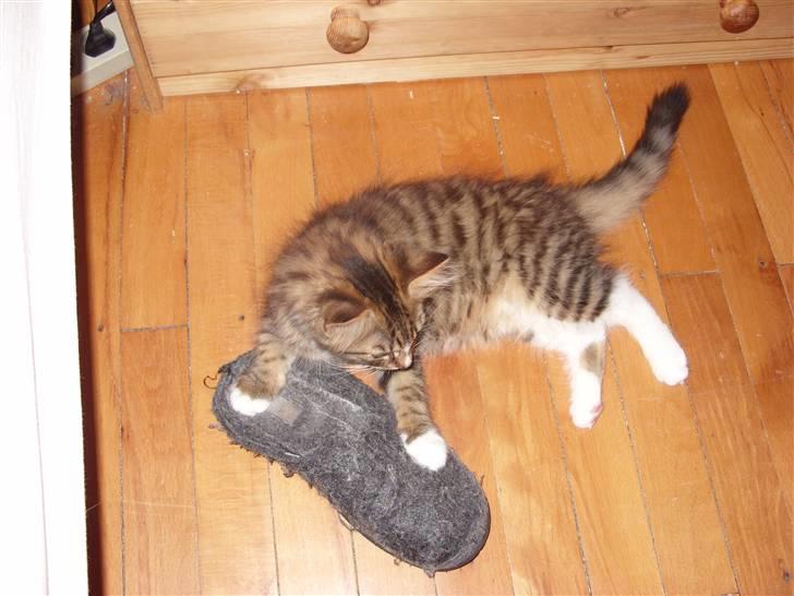 Blanding af racer Alfa - Min menneskemor´s sutsko,som er sjov at lege med billede 7