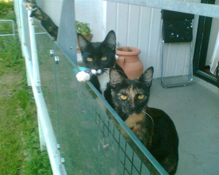 Huskat Pippi billede 6