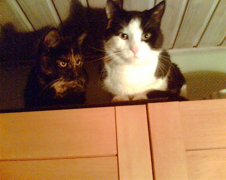 Huskat Pippi billede 8