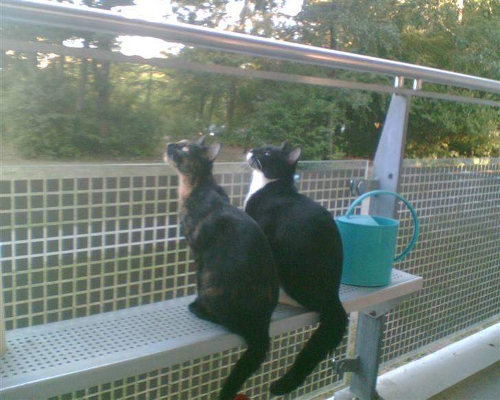 Huskat Pippi billede 9