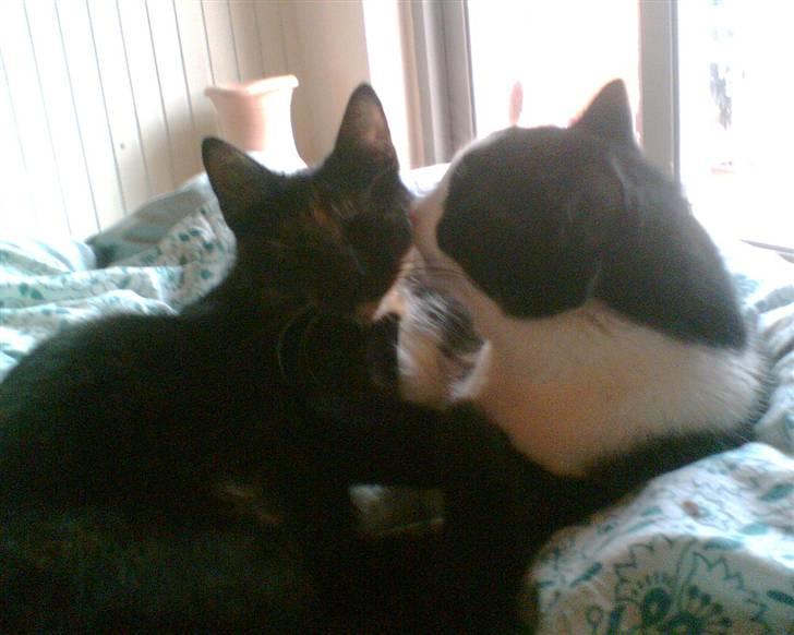 Huskat Pippi billede 10