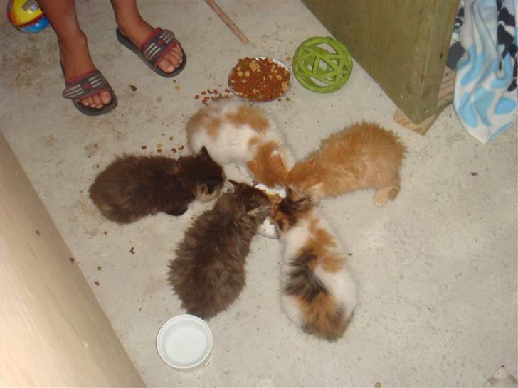 Norsk Skovkat Clara - Som sagt. Vi er alle forskellige. billede 6