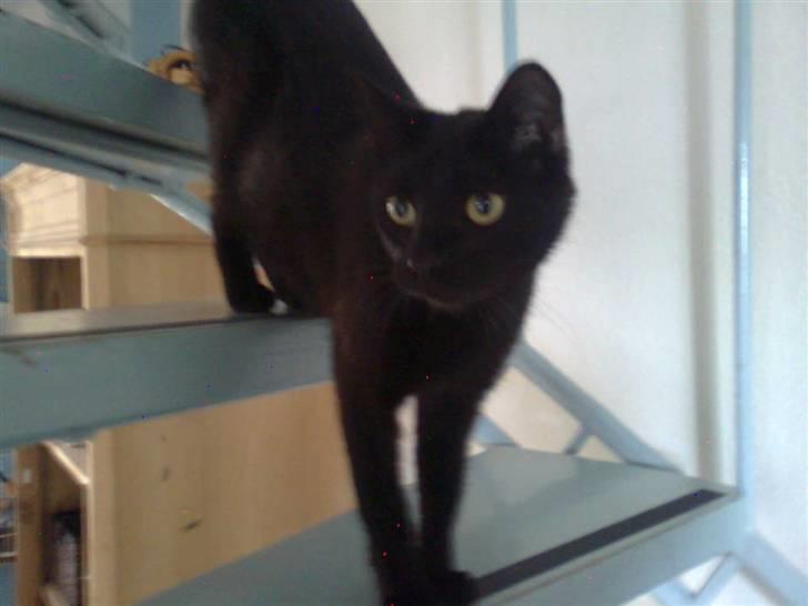 Blanding af racer Ofelia billede 20