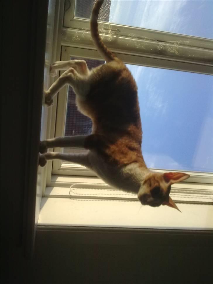 Cornish Rex lillemand/Nico Solgt billede 9