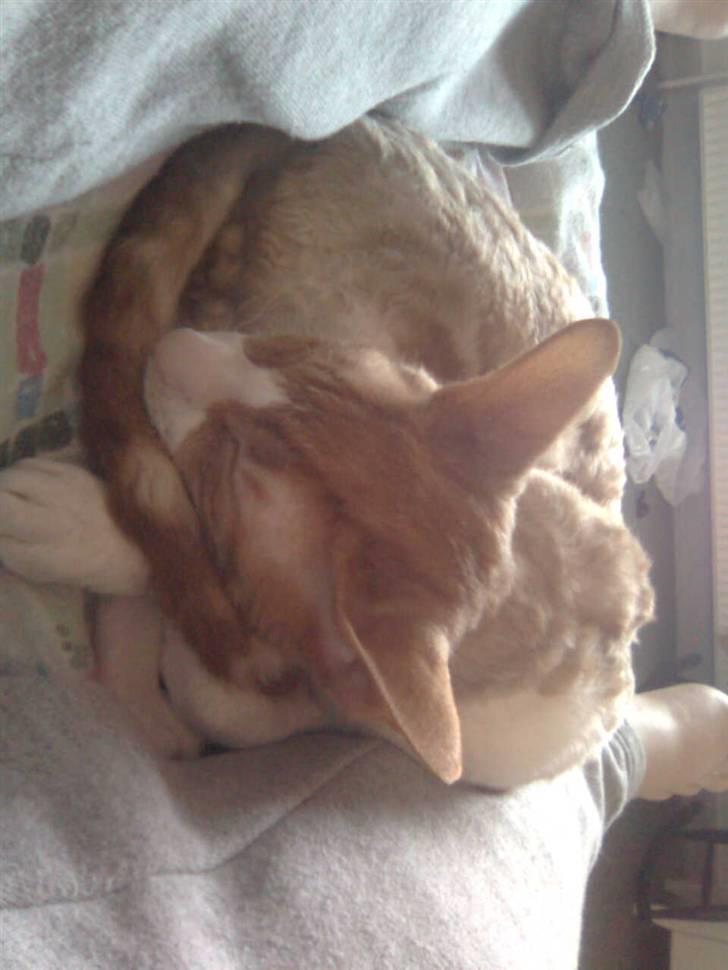 Cornish Rex lillemand/Nico Solgt billede 10