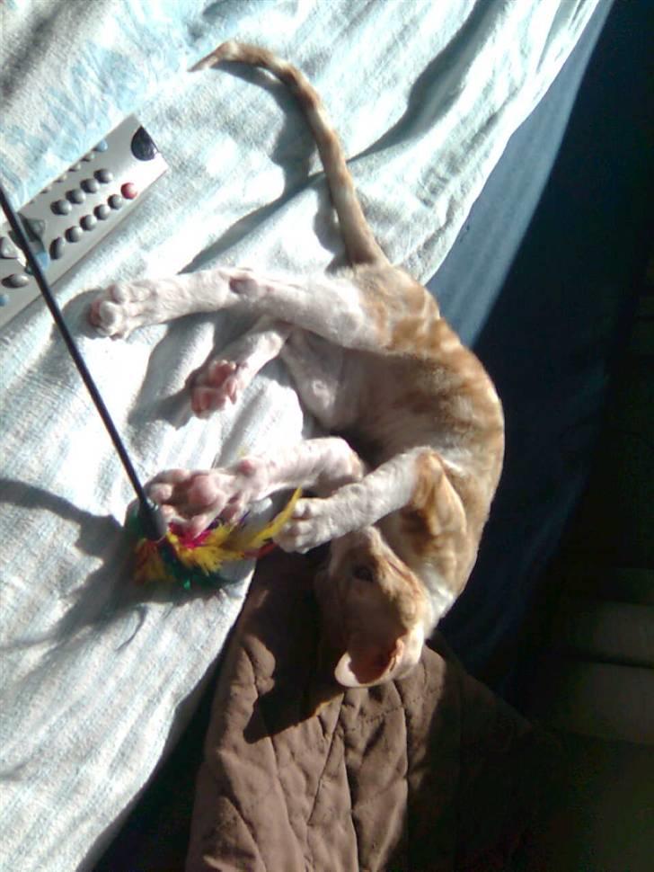 Cornish Rex lillemand/Nico Solgt billede 12