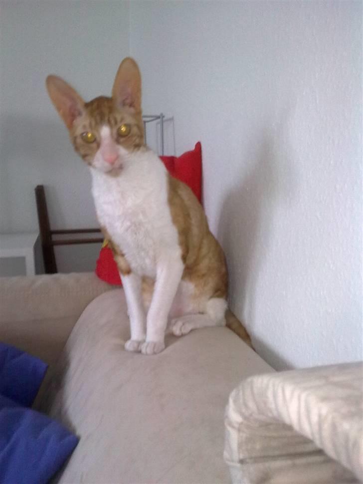 Cornish Rex lillemand/Nico Solgt billede 13